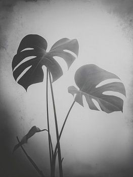 Monstera-Pflanze Nr. 2