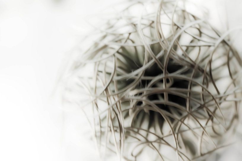 Macro by Lia Gordijn