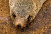 Moment on the Atlantic - South African fur seal at Cape Cross