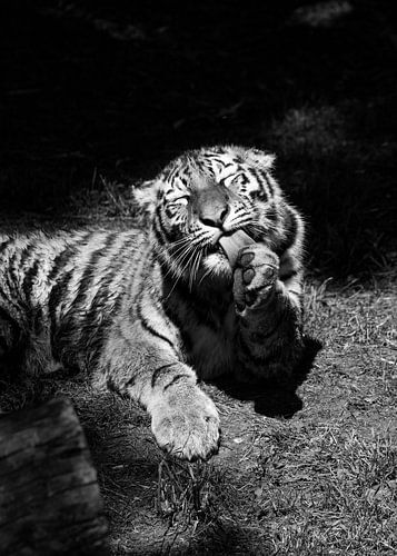 The Enjoying Tiger, black and white by Martin Mol