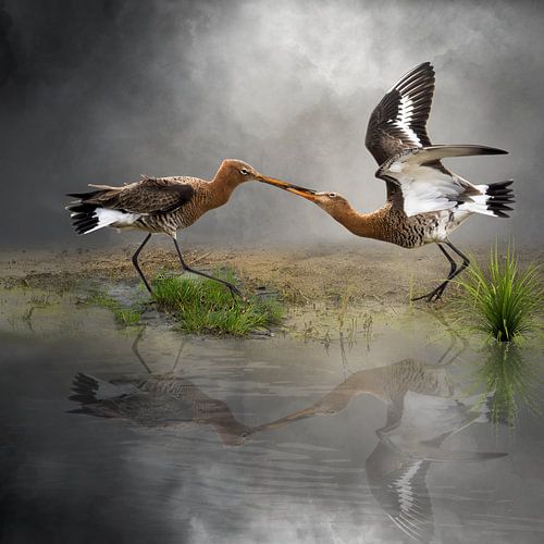 Affichage de la Barge à queue noire