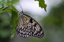 Colourful butterfly on a leaf, flower. Macro