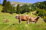 Koeien in alpenweide van Johan Vanbockryck thumbnail