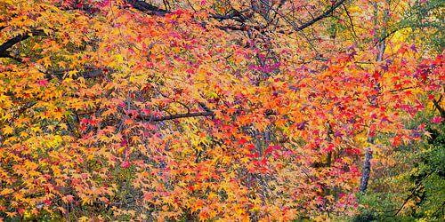 Warm autumn colours by Hanneke Luit