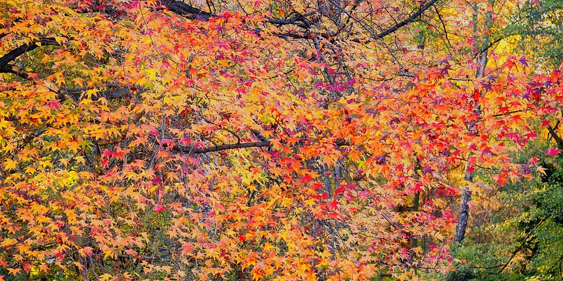 Warme Herbstfarben von Hanneke Luit