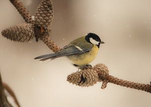 Grand Tit sur Chantal Golsteijn