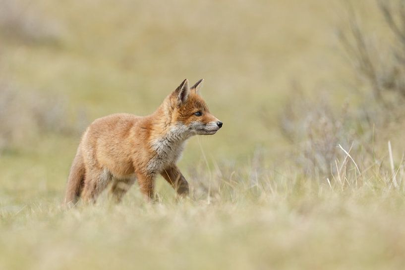 Red fox cub von Menno Schaefer