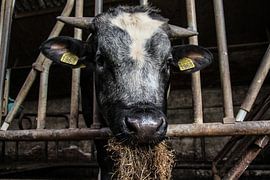 Bull by anouk kemper