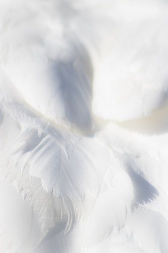 la beauté des plumes (2)