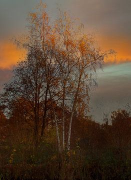 Birches in the evening sun