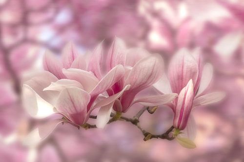 Magnolien in zartem Rosa