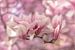 Magnolia's in zachtroze van Ursula Di Chito