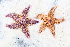 Étoile de mer