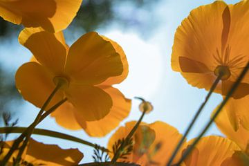 Orange Mohnblumen von JacQ