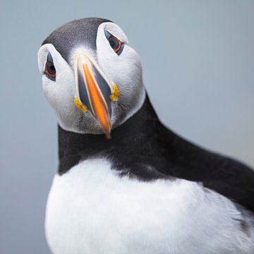 Puffin portrait by Daniela Beyer