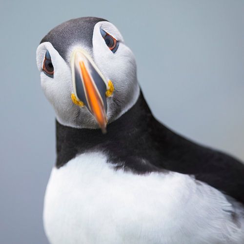 Puffin portrait