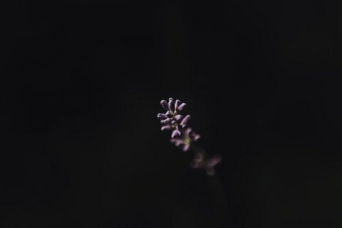 Lavendel met lichtinval | fine art foto print | Collectie botanisch
