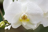 Orchidee close up