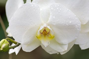 Orchidee close up van Hilda Palm