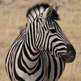 Zebra portret van Saskia Strack
