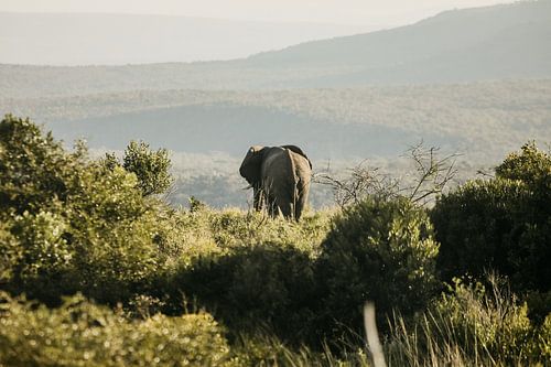 Elephant in South Africa