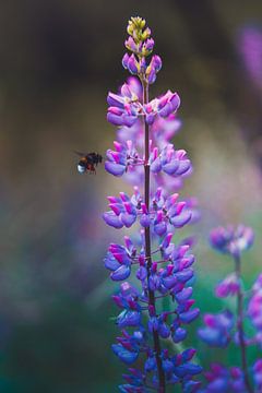 Behind the bees