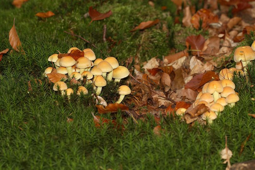 Braune Pilze, dicht gedrängt von Anja Bagunk