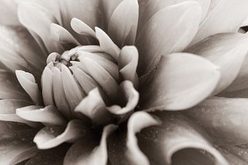 Dahlien-Details in Sepia-Farben von Jolanda de Jong-Jansen