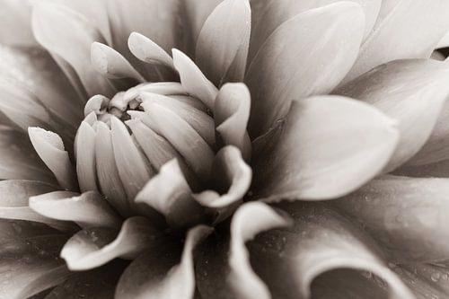 Dahlia details in sepia kleuren