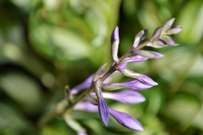 In het Paars naar de Top! by DoDiLa Foto's