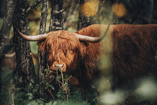 Schotse Hooglandrunderen