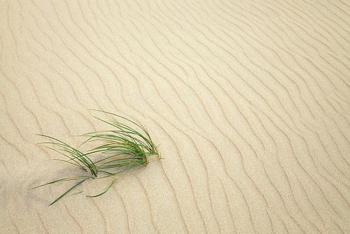 Grass in the sand