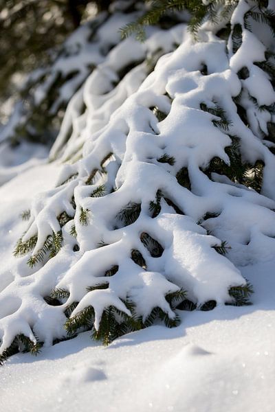 Snowy trees in a rural nature setting | fine art photo print | poster by Karijn | Fine art Natuur en Reis Fotografie