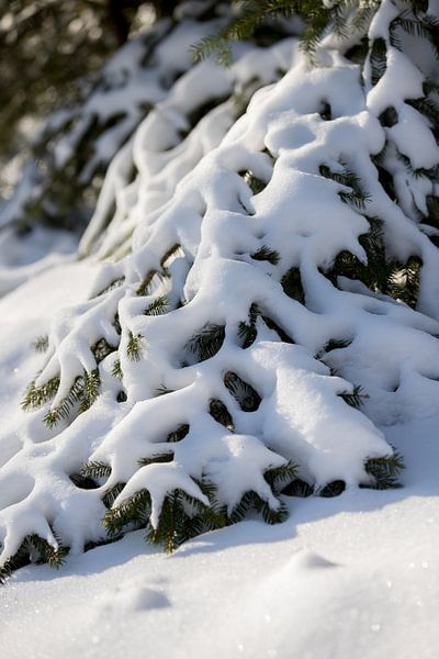 Besneeuwde bomen in een landelijke natuur omgeving | fine art foto print | poster van Karijn | Fine art Natuur en Reis Fotografie