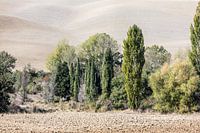 Toscane