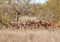 jumping bucks in Timbavati Private Game Reserve