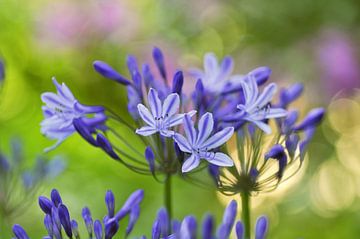 Blauwe agapanthus bloemen van Corinne Welp