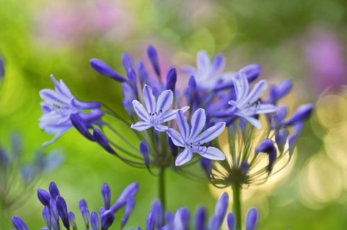 Blauwe agapanthus bloemen