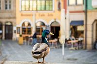 Duck in Bamberg's old town