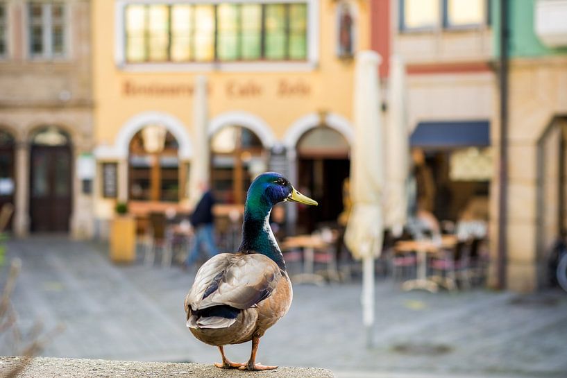Bukken in de oude stad van Bamberg van Luis Emilio Villegas Amador