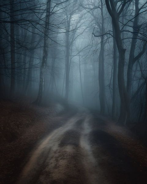 Bos van fernlichtsicht