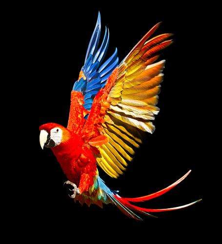 Scarlet Macaw by Ulrich Brodde