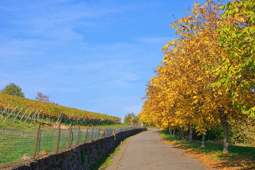 At the Vineyard in Autumn by Gisela Scheffbuch