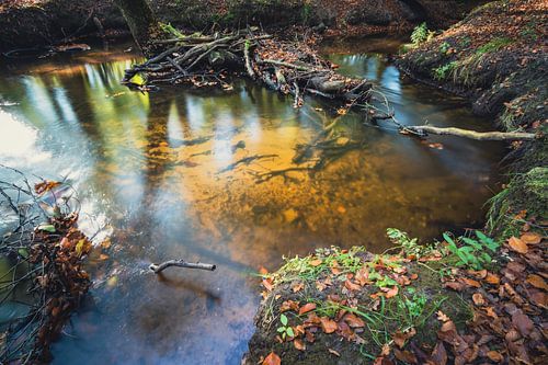Along the Staverdense Beek
