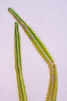Cactus cassé vert pour un mur rose pastel