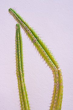 Groene gebroken cactus voor een pastel roze muur van Jenine Blanchemanche