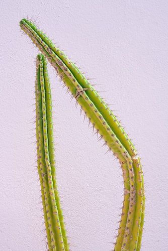 Groene gebroken cactus voor een pastel roze muur