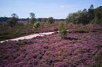 I get so happy on the moors