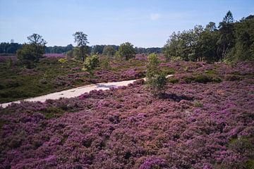 I get so happy on the moors by PixelPower