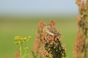 Pipit des prés